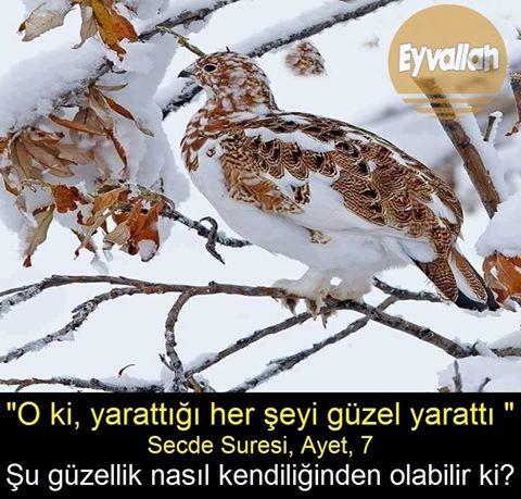 Allah'ın Lütuflarına Bakıp Hayran Kalır Mısınız?