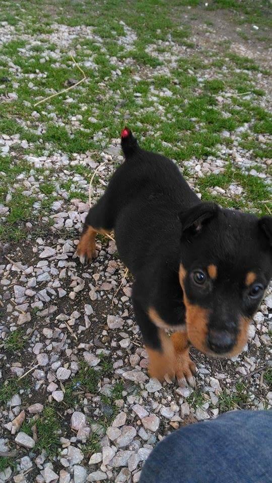 Doberman sizce nasıl?