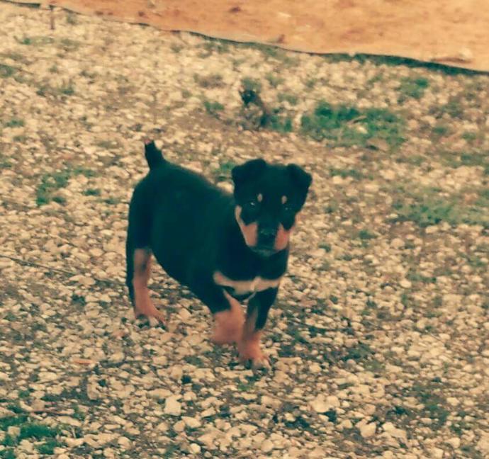 Doberman sizce nasıl?