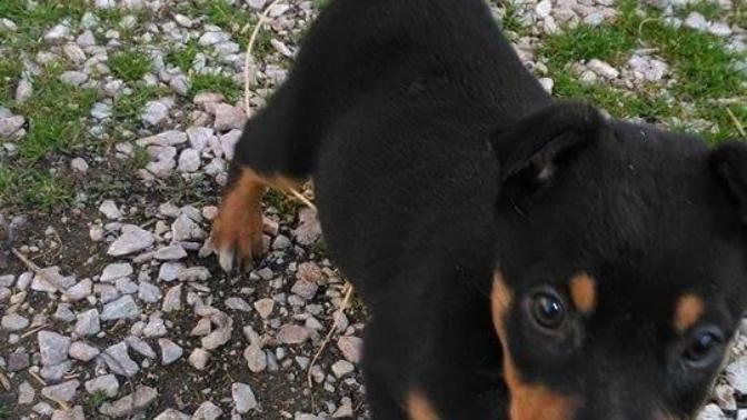 Doberman sizce nasıl?