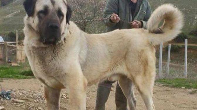 Evde kangal besleyebilir miyim?