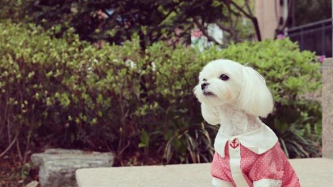 Köpek cinslerini tam bilenler, bu köpeğin cinsi nedir?