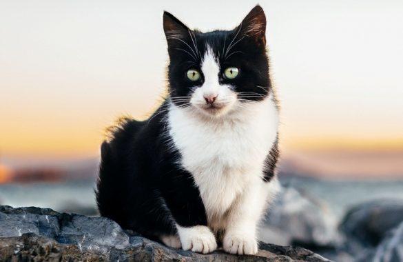 smokin kedi