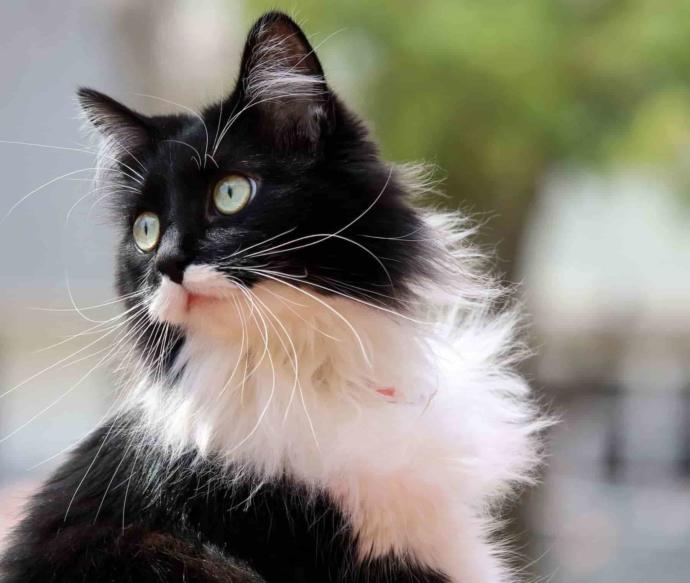 smokin kedi özellik