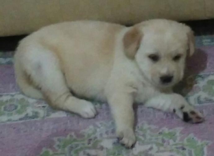 Köpeğim 4.kattan aşağıya düştü :( ?