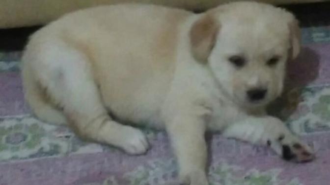 Köpeğim 4. kattan aşağıya düştü :( ?