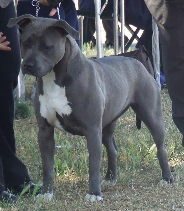 Amstaff ya da American Bully xl'mi?