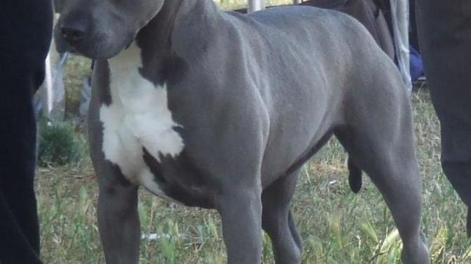 Amstaff  ya da  American Bully xl'mi?