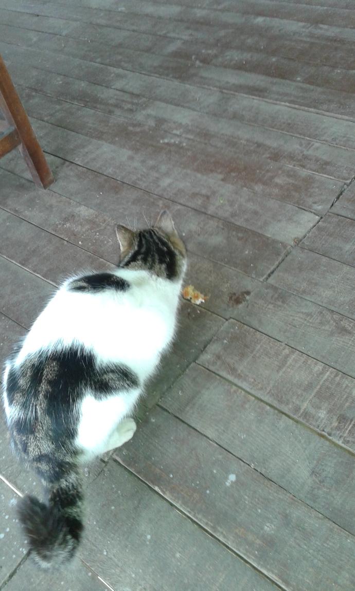 Künefe yiyen kedi gördünüz mü ?