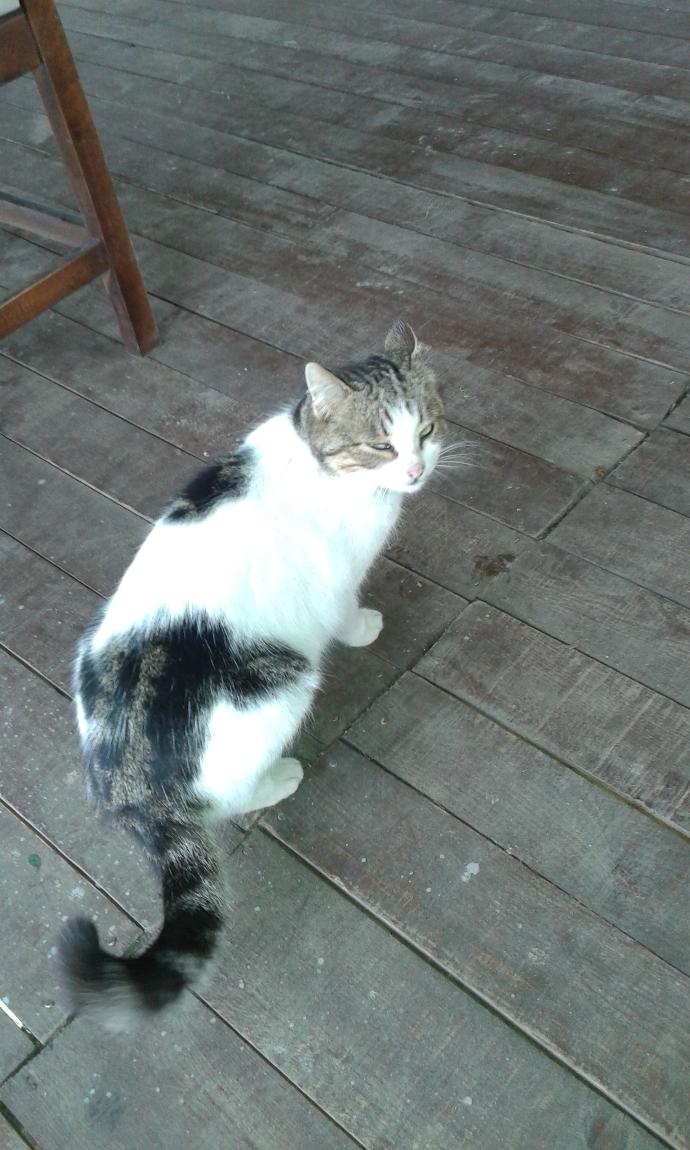 Künefe yiyen kedi gördünüz mü?