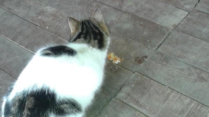 Künefe yiyen kedi gördünüz mü?