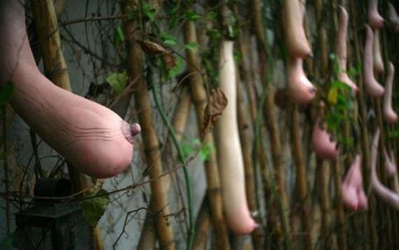 vietnam kabağı