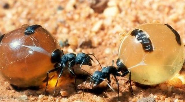 Kendini bal kavanozu olarak kullanan karıncaları gördünüz mü?
