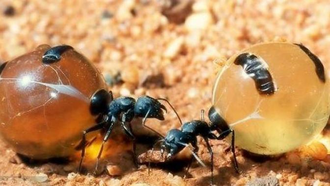 Kendini bal kavanozu olarak kullanan karıncaları gördünüz mü?