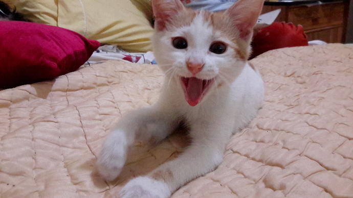 Sizce bu kedinin cinsiyeti ne 🐈 ?