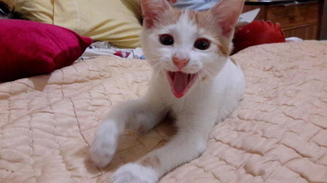 Sizce bu kedinin cinsiyeti ne 🐈 ?