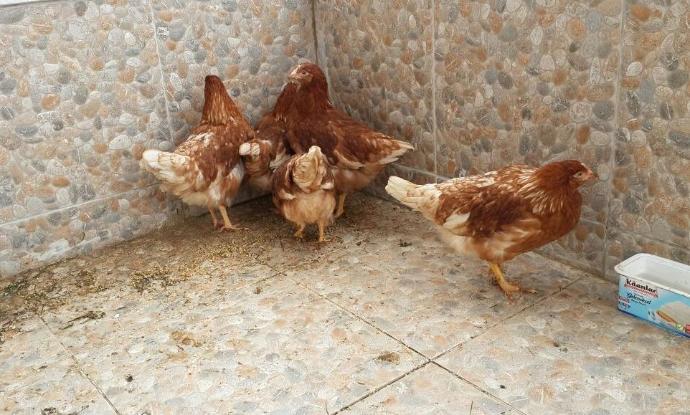 Babam organik yumurta için tavuk almış, nasıllar?