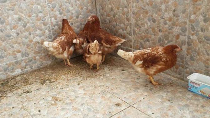 Babam organik yumurta için tavuk almış, nasıllar?