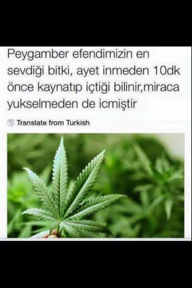 Arkadaşlar acil yardım bekliyorum. Hz. Peygamberimizin içtiği bu çayı bir türlü bulamadım?
