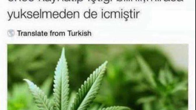 Arkadaşlar acil yardım bekliyorum. Hz. Peygamberimizin içtiği bu çayı bir türlü bulamadım?