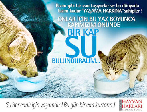 4 Nisan Dünya sokak hayvanları günü.. Peki onlar için neler yapmalıyız? Neler yapıyorsunuz?