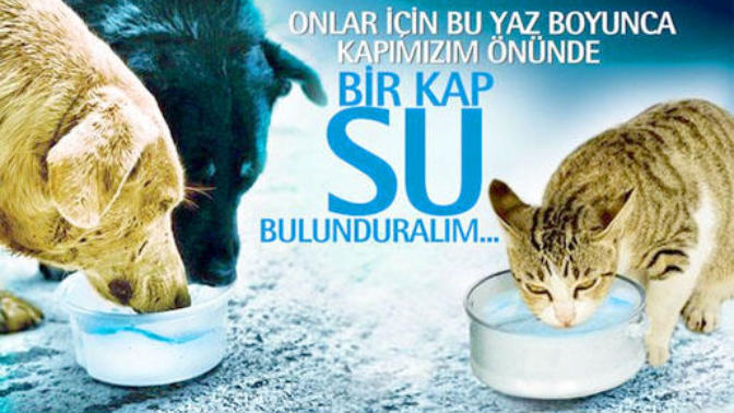4  Nisan  Dünya sokak hayvanları günü.. Peki onlar için neler yapmalıyız? Neler yapıyorsunuz?