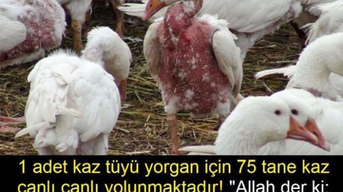 Kaz tüyü yorgan, yastık Vs kullanan var mı?