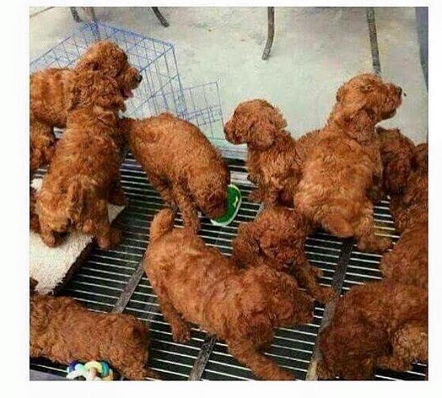 Bu resme bakınca ilk başta ne görüyorsunuz (köpek mi /kızarmış tavuk mu ) :D ?