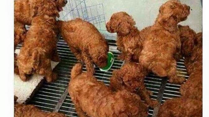 Bu resme bakınca ilk başta ne görüyorsunuz (köpek mi /kızarmış tavuk mu ) :D?
