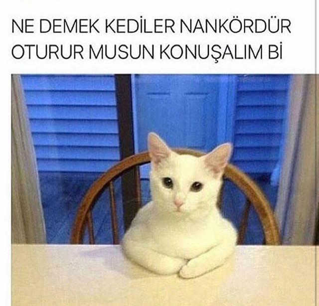 Kediler nankör hayvanlar mıdır yoksa sevimli gayet sevilesi canlılar mıdır (Nankör mü/Nankör değil mi) ?