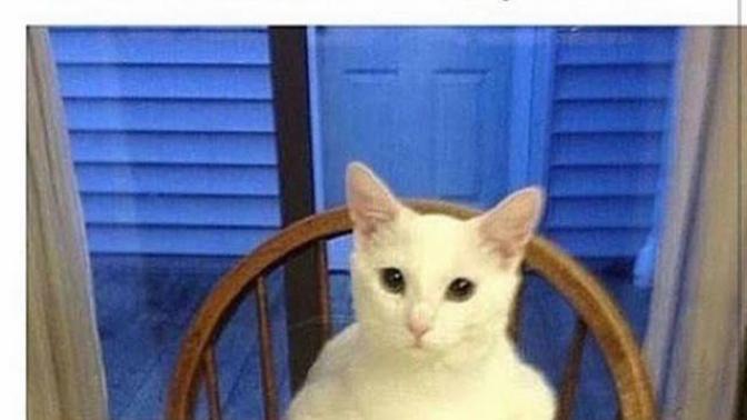 Kediler nankör hayvanlar mıdır yoksa sevimli gayet sevilesi canlılar mıdır (Nankör mü/Nankör değil mi) ?