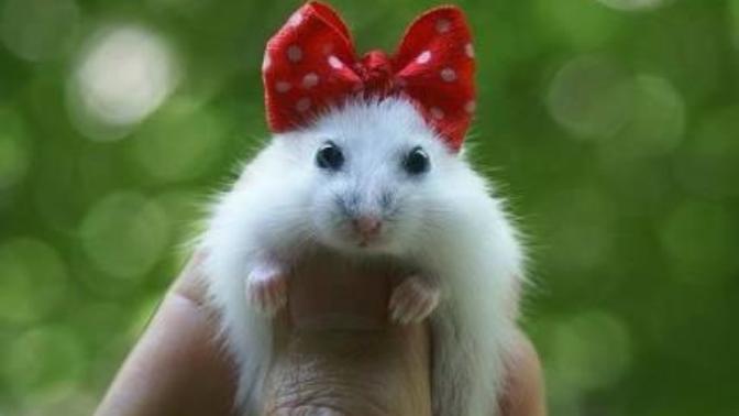 Beyler / bayanlar evlendiginizde eşiniz evde "hamster" beslemek istese izin verir miydiniz 🐀🐁🐭? 😌?