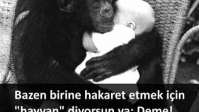 Bazen birine hakaret etmek için "Hayvan" diyorsun ya; Deme ! Çünkü bazı hayvanlar insanlardan daha insan peki ya sizce?