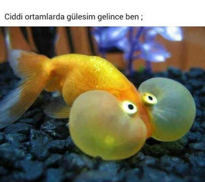 Ciddi ortamlar da gelen gülme krizi size de oluyo mu ? Aninjzi falan anlayabilirsiniz  ? 