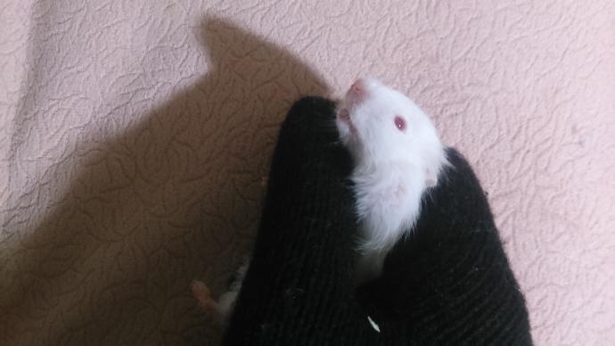 Yavru hamsterlerimin yanağı şişmiş?