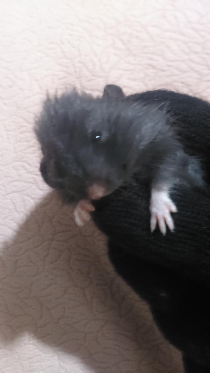 Yavru hamsterlerimin yanağı şişmiş?