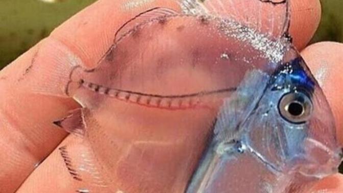 Bu balık gerçek mi sizce?