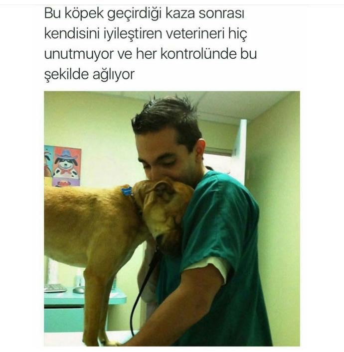 Köpekler neden mi en vefalı hayvan?