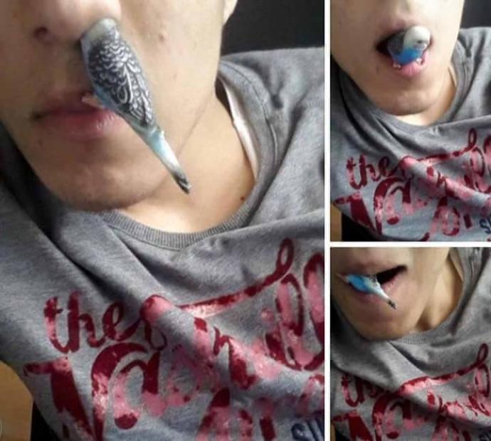 Kuşum kafayı yedi napmam lazım ?