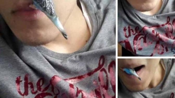 Kuşum kafayı yedi napmam lazım?