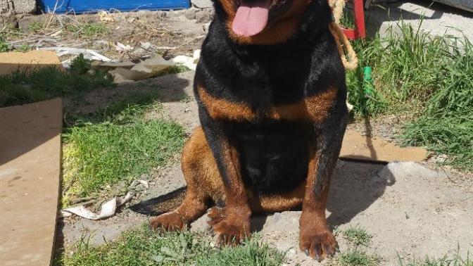 Bu köpeğin cinsi ne?