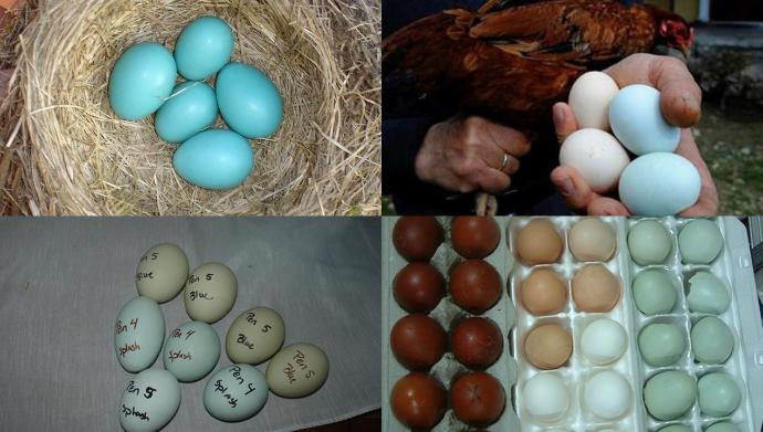 #Mavi, #Yeşil ve #Turkuaz Renk Yumurtlayan Tavuk Cinsi Hangisidir?
