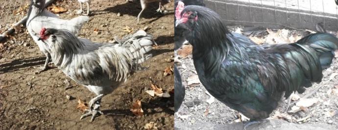 #Mavi, #Yeşil ve #Turkuaz Renk Yumurtlayan Tavuk Cinsi Hangisidir?