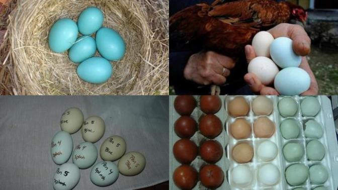 #Mavi, #Yeşil ve #Turkuaz Renk Yumurtlayan Tavuk Cinsi Hangisidir?