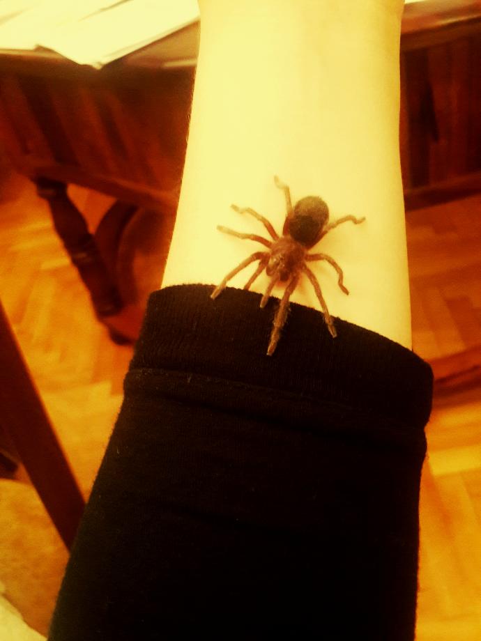 Yeni tarantula aldım nasil tatlı mı :D ?