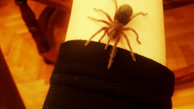 Yeni tarantula aldım nasil tatlı mı :D?