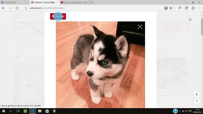 Husky(Sibirya Kurdu)Sahiplenmek İstiyorum Sizce Uygunmu+1?