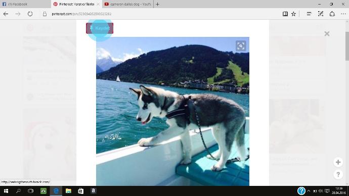 Husky (Sibirya Kurdu) Sahiplenmek İstiyorum Sizce Uygunmu+1?