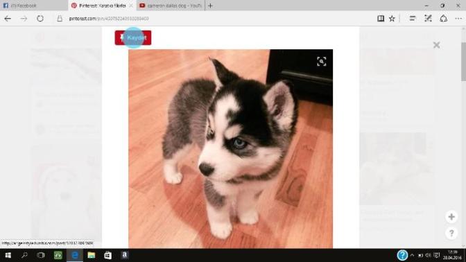 Husky (Sibirya Kurdu) Sahiplenmek İstiyorum Sizce Uygunmu+1?
