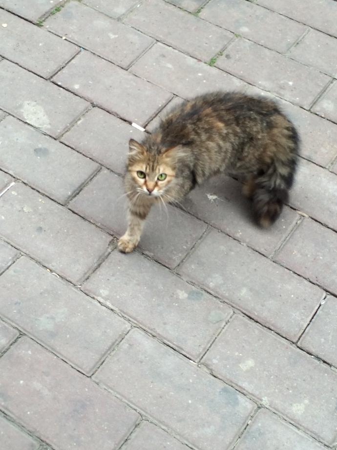 Elimi kedi tirmaladi bisey olurmu?